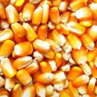 Milho Granel